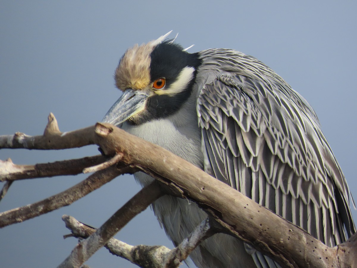 Sarı Tepeli Gece Balıkçılı - ML646879885