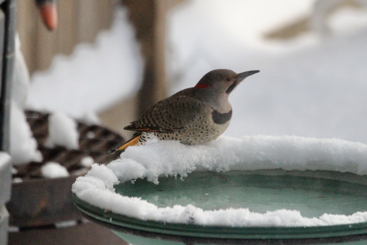 Altın Ağaçkakan (auratus/luteus) - ML646879886