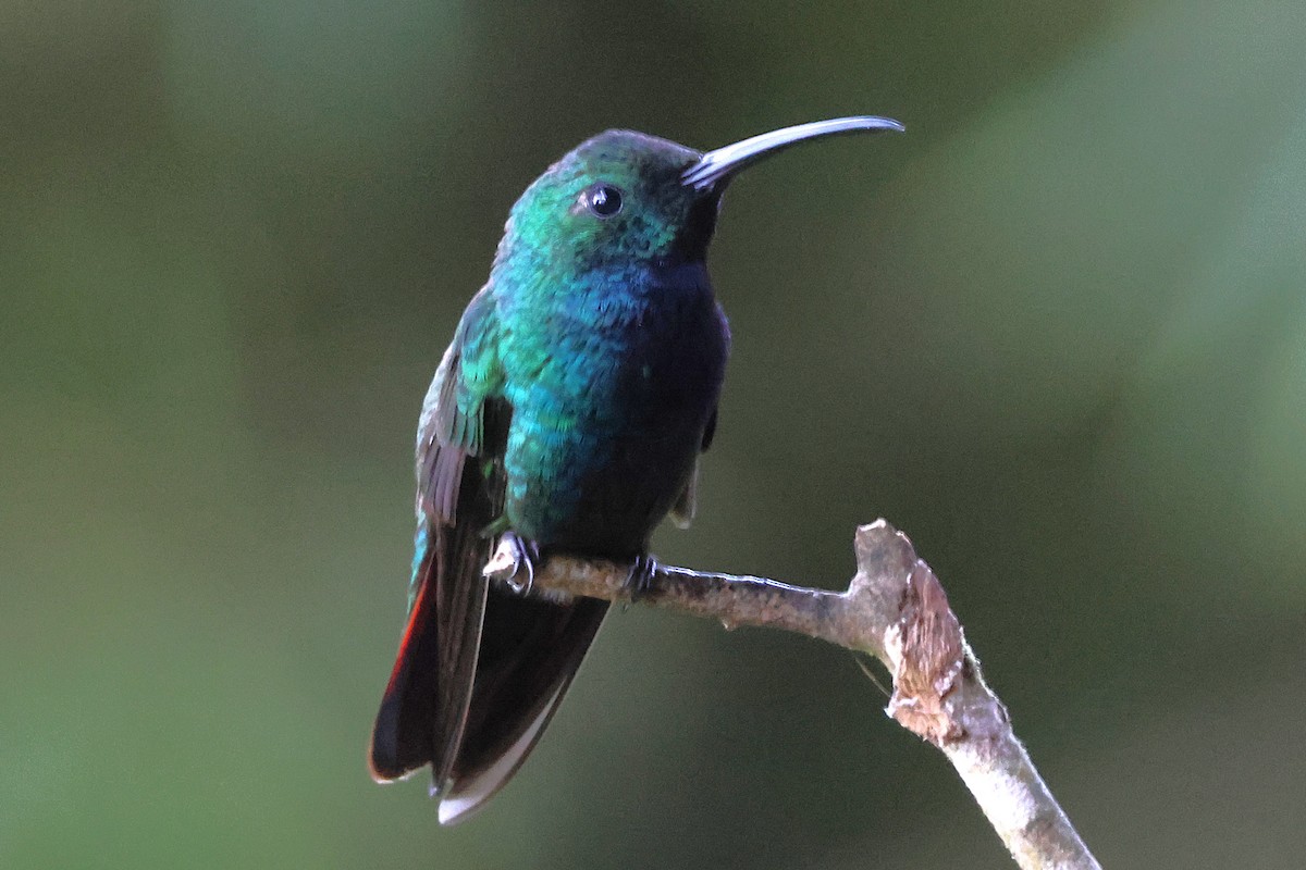 Grünbrust-Mangokolibri - ML646879893