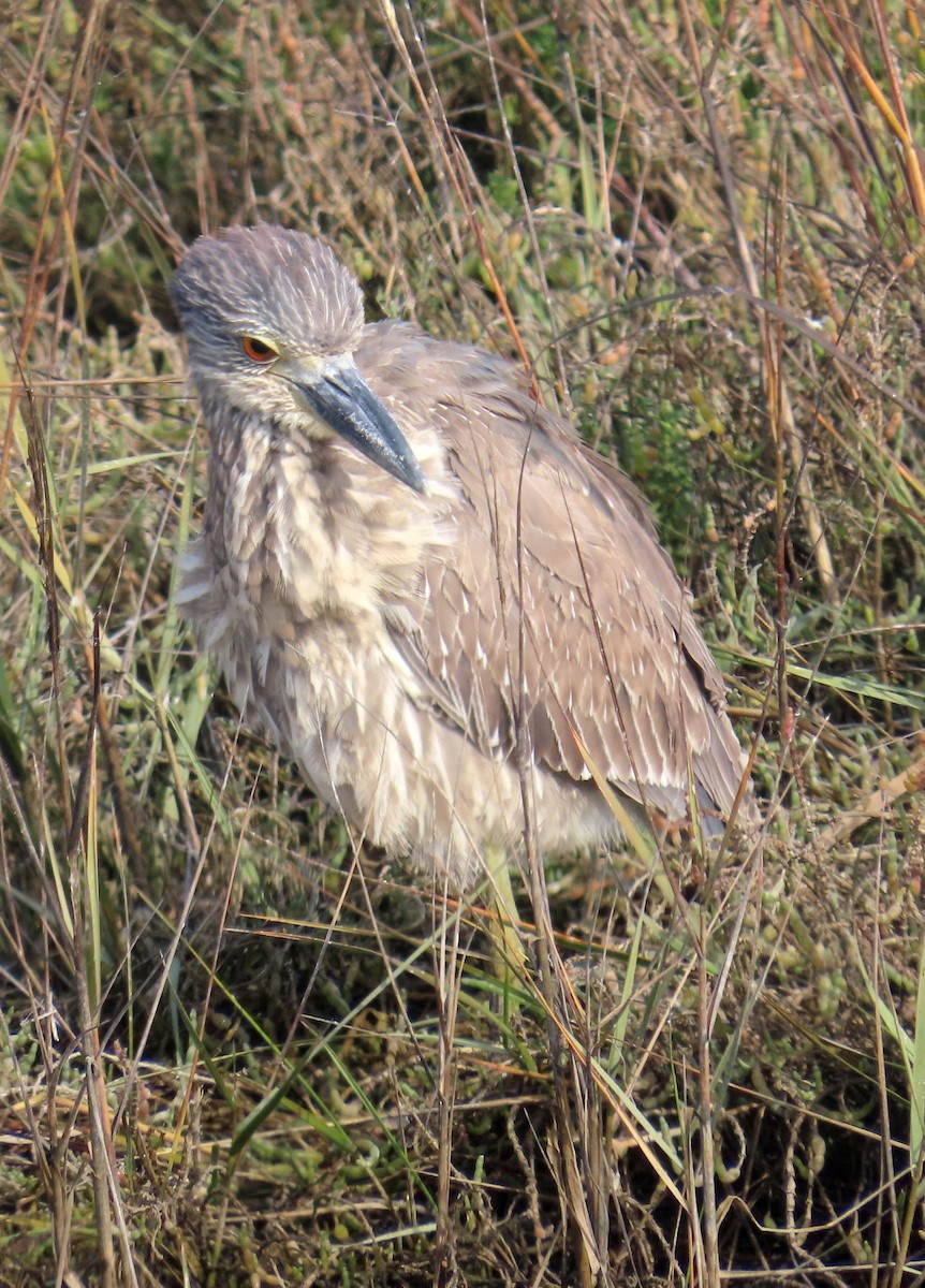 Sarı Tepeli Gece Balıkçılı - ML646879898