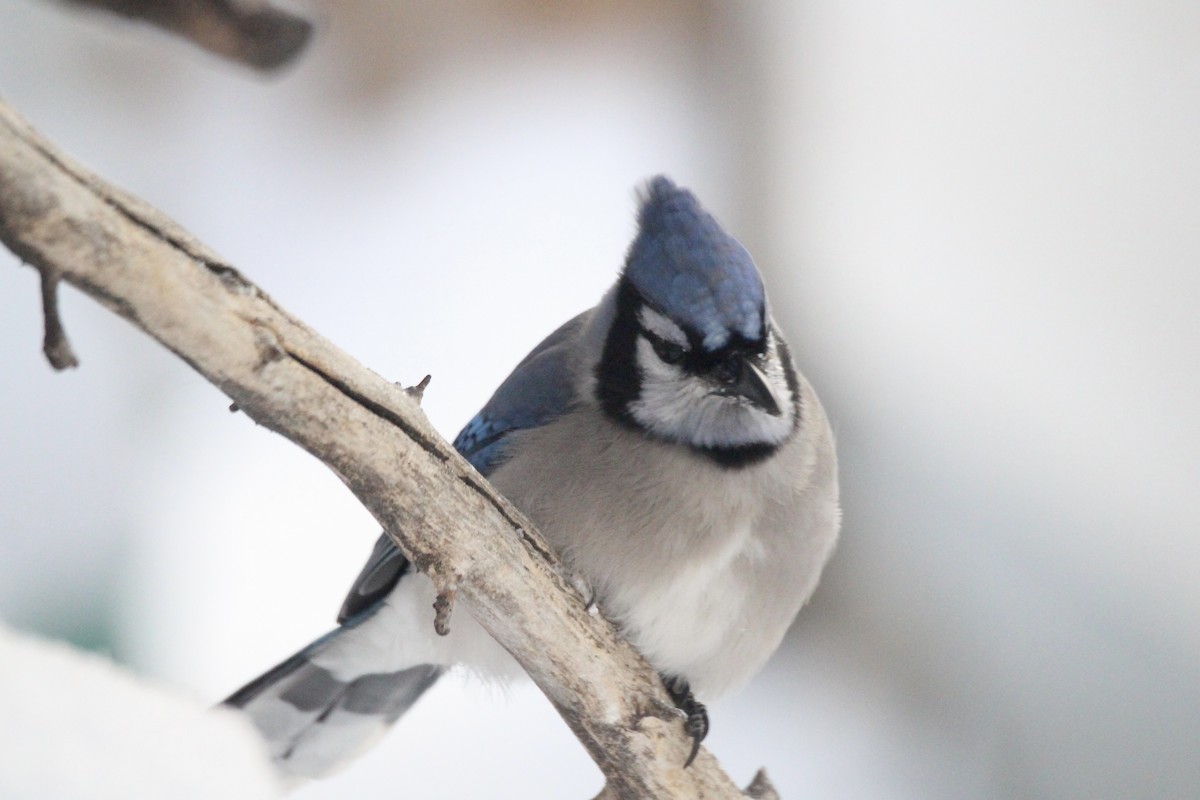 Голубая сойка - ML646879901