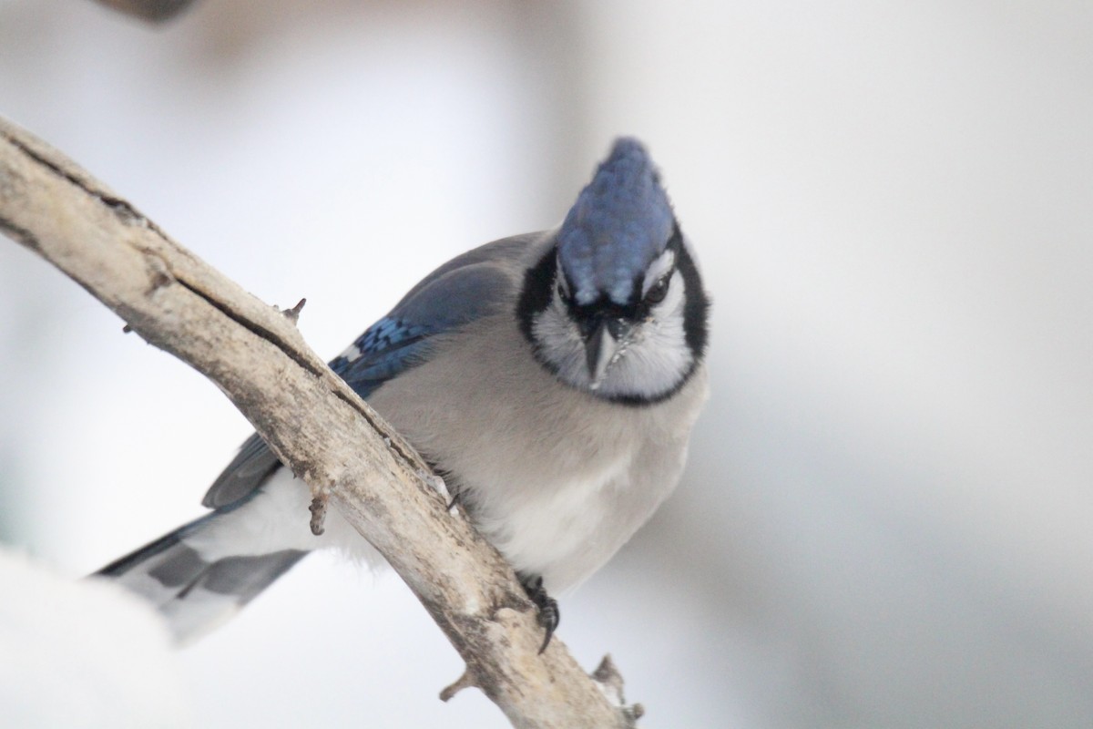 Голубая сойка - ML646879902