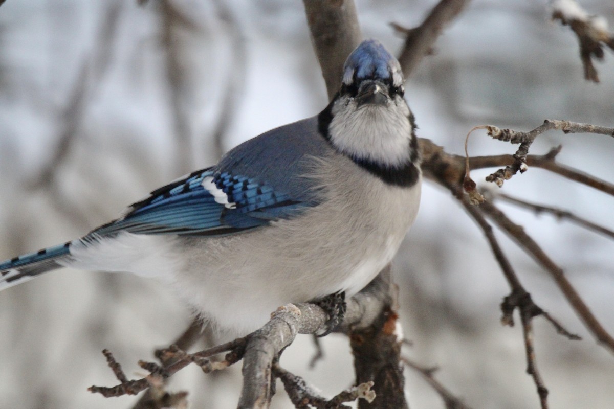 Голубая сойка - ML646879906