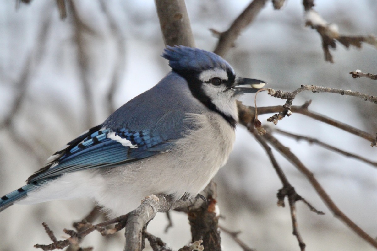 Blue Jay - ML646879908