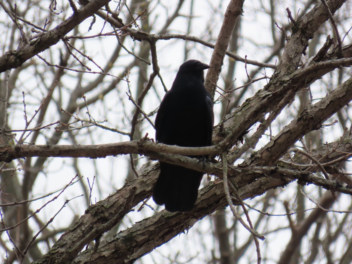 ウオガラス - ML646879926