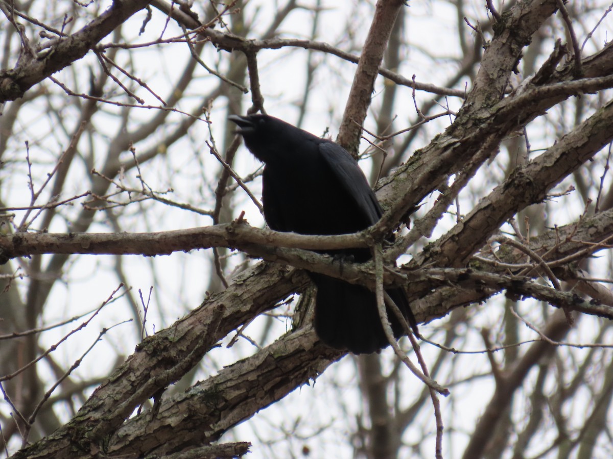 ウオガラス - ML646879927