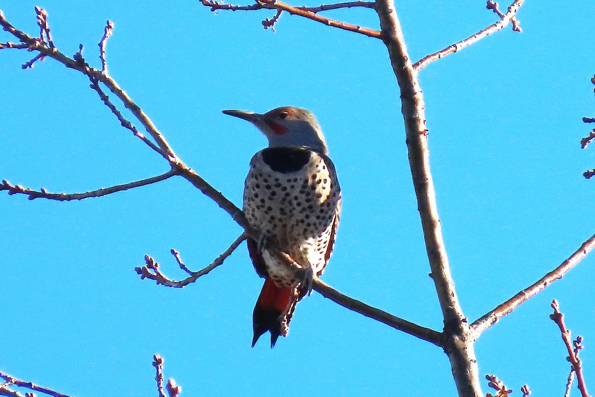 Altın Ağaçkakan - ML646879928