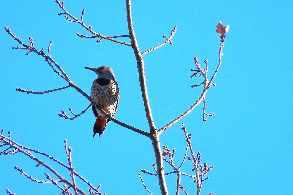 Altın Ağaçkakan - ML646879929
