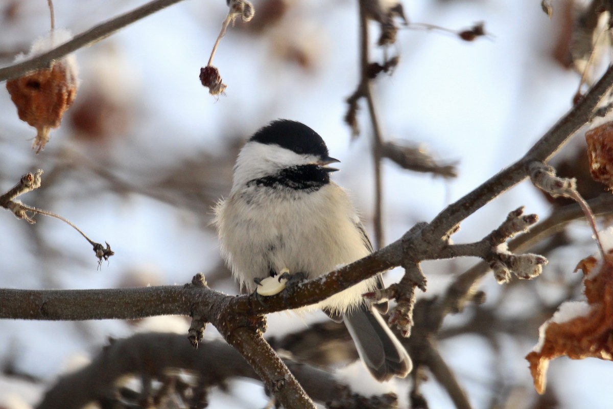 Black-capped Chickadee - ML646879930