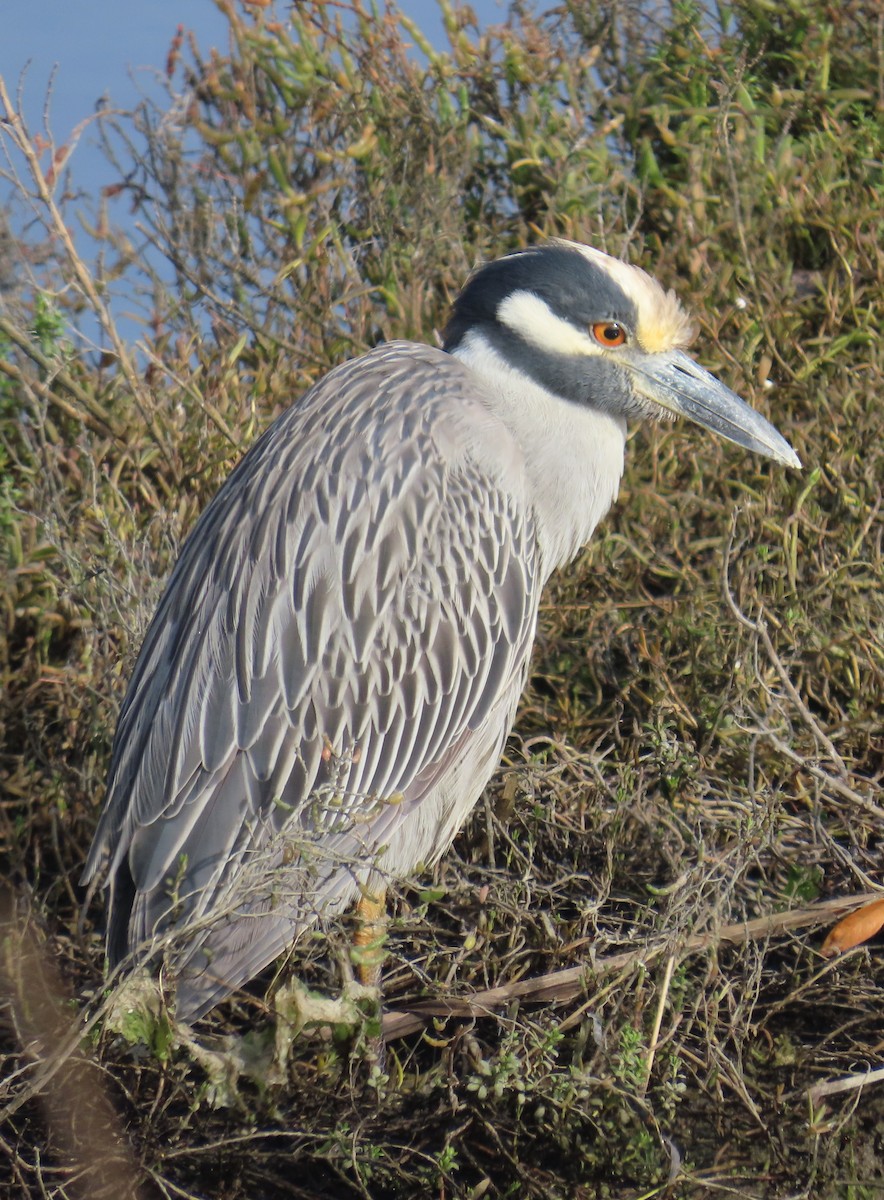 Sarı Tepeli Gece Balıkçılı - ML646879931
