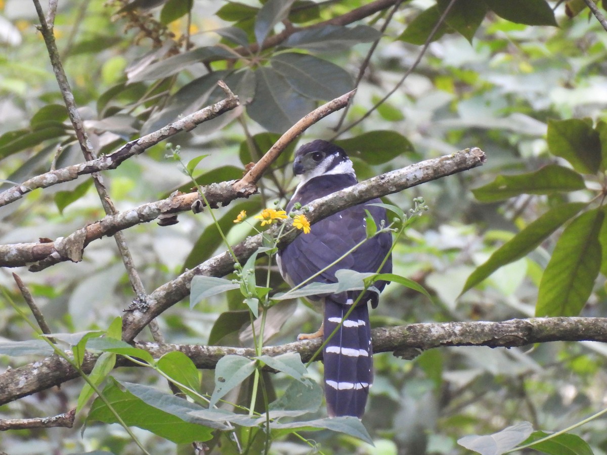 Collared Forest-Falcon - ML646879932