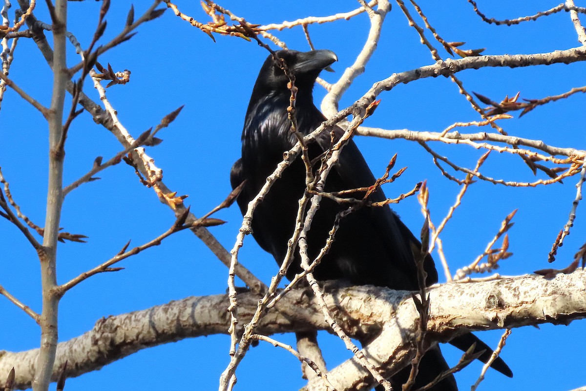 Ворон - ML646879933