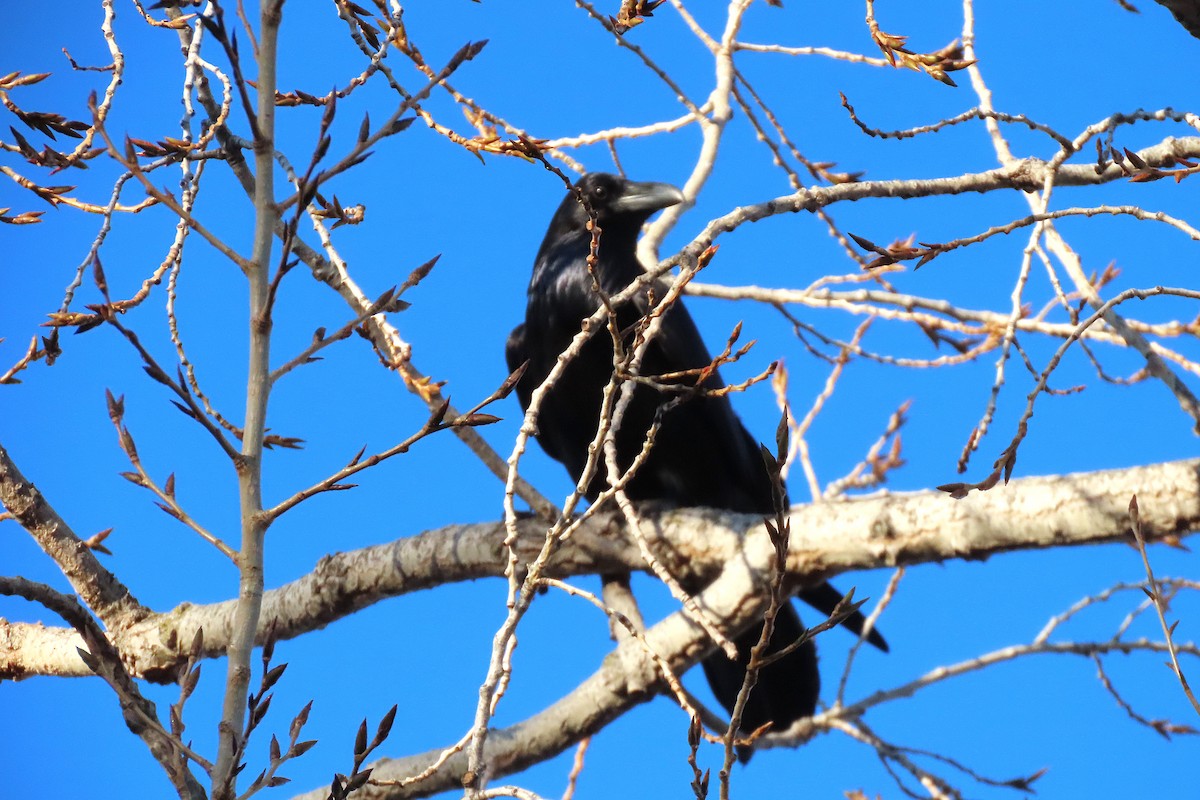 Ворон - ML646879934