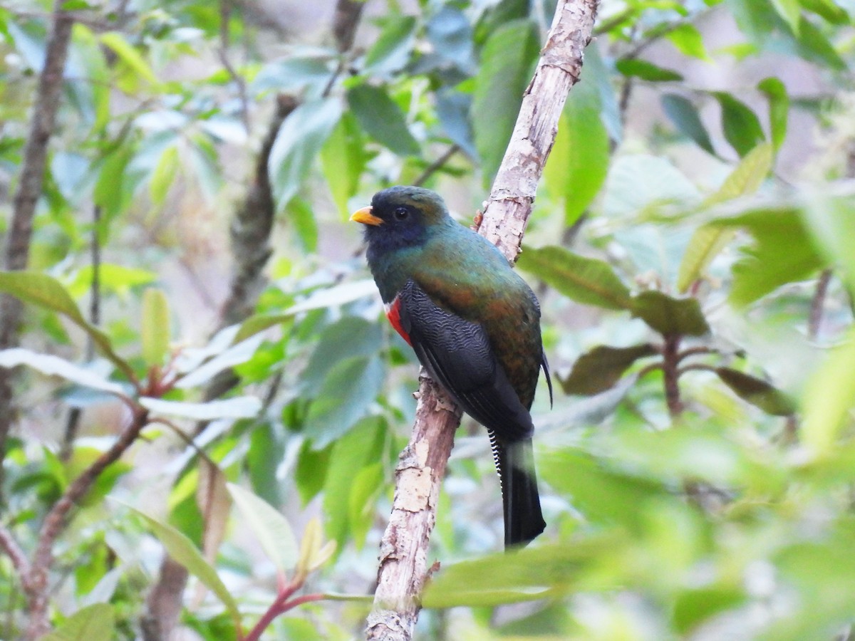 Collared Trogon - ML646879937