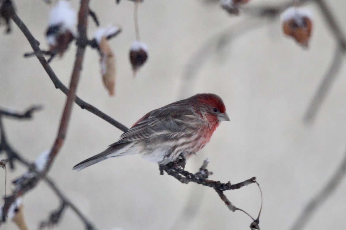 Мексиканская чечевица - ML646879941