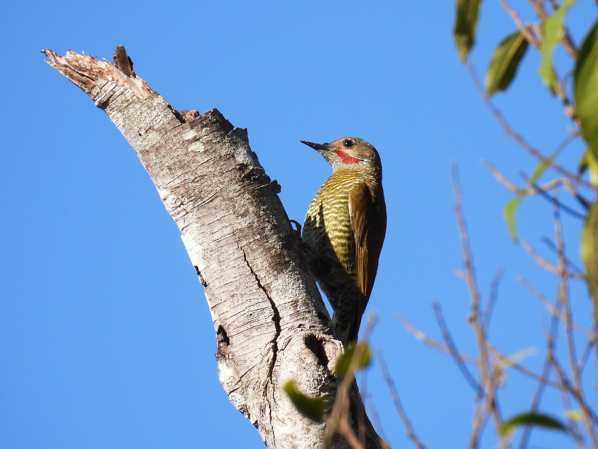 Gray-crowned Woodpecker - ML646879944