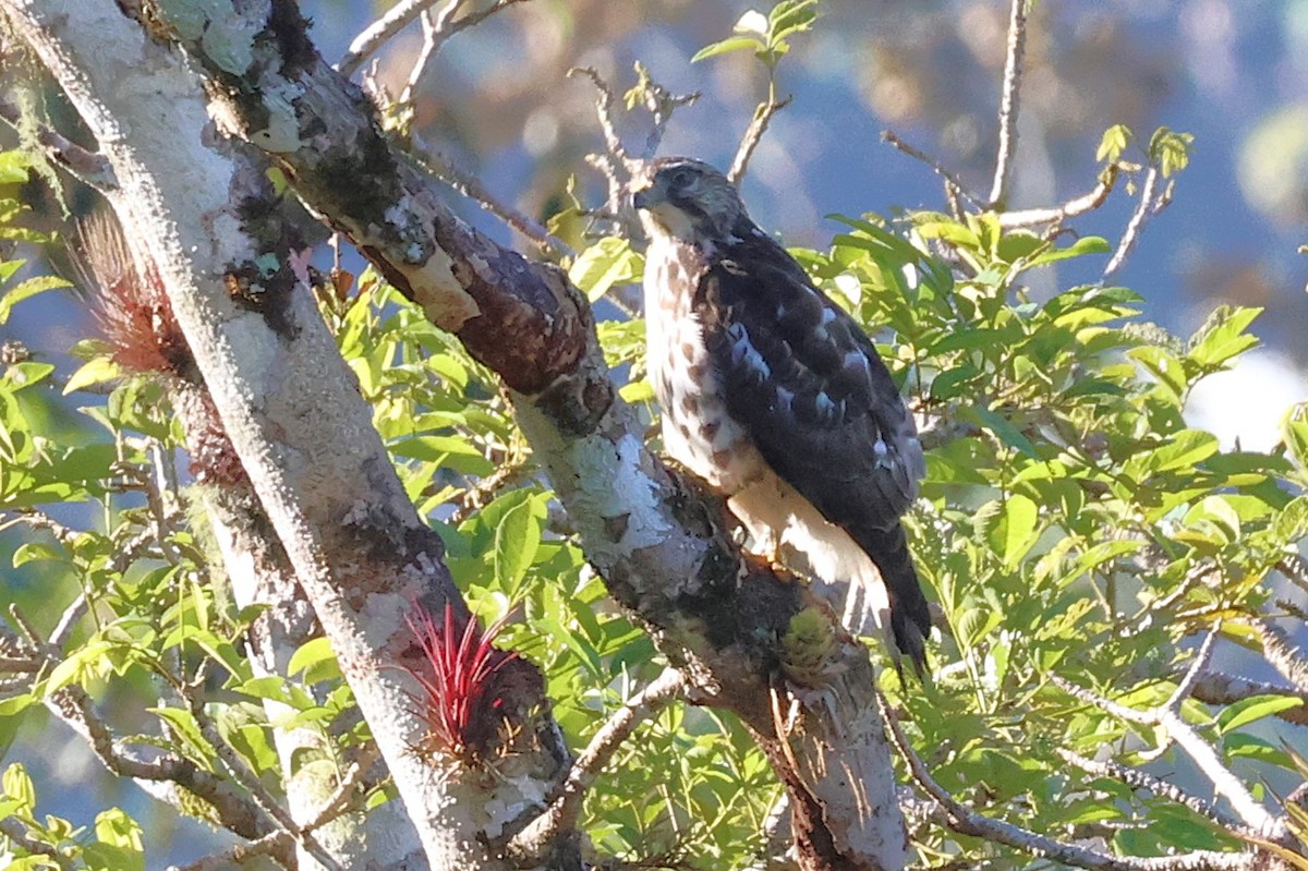 Broad-winged Hawk - ML646879946