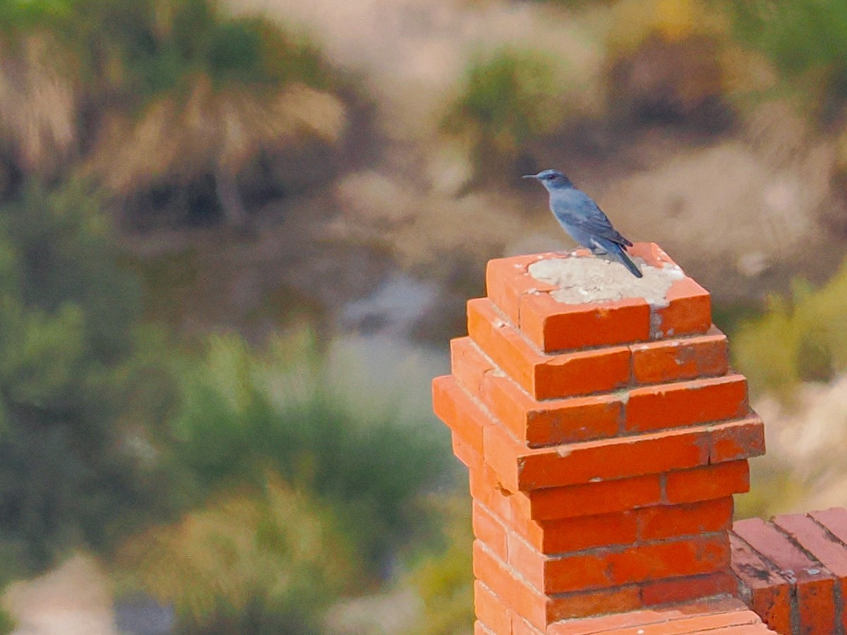 Passero solitario - ML646879947