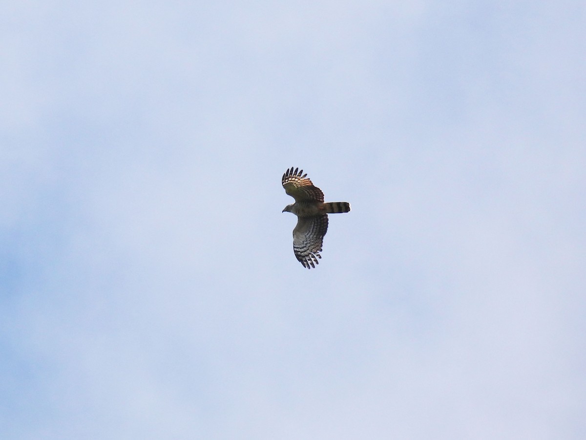 Hook-billed Kite - ML646879949