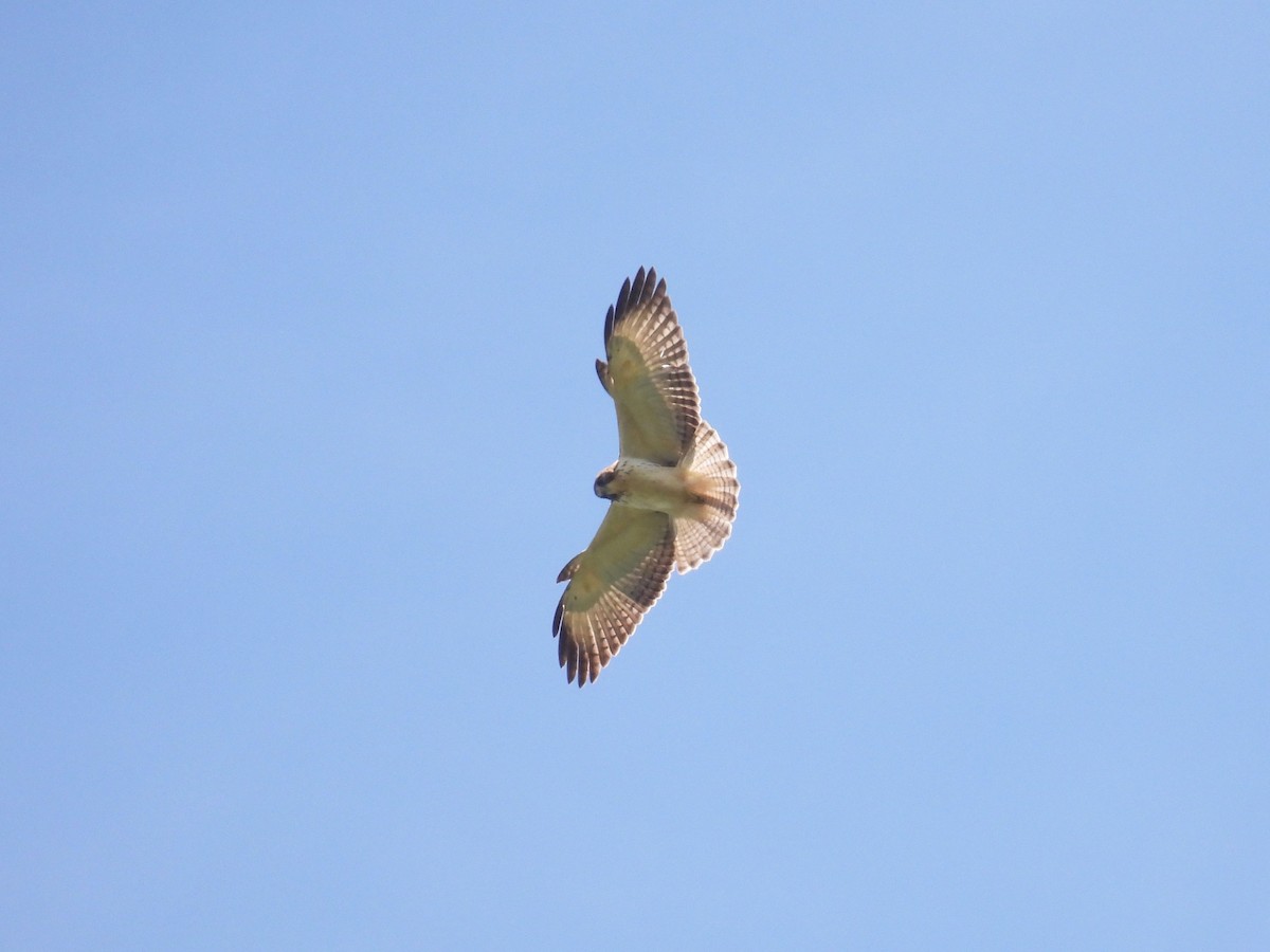 Short-tailed Hawk - ML646879954