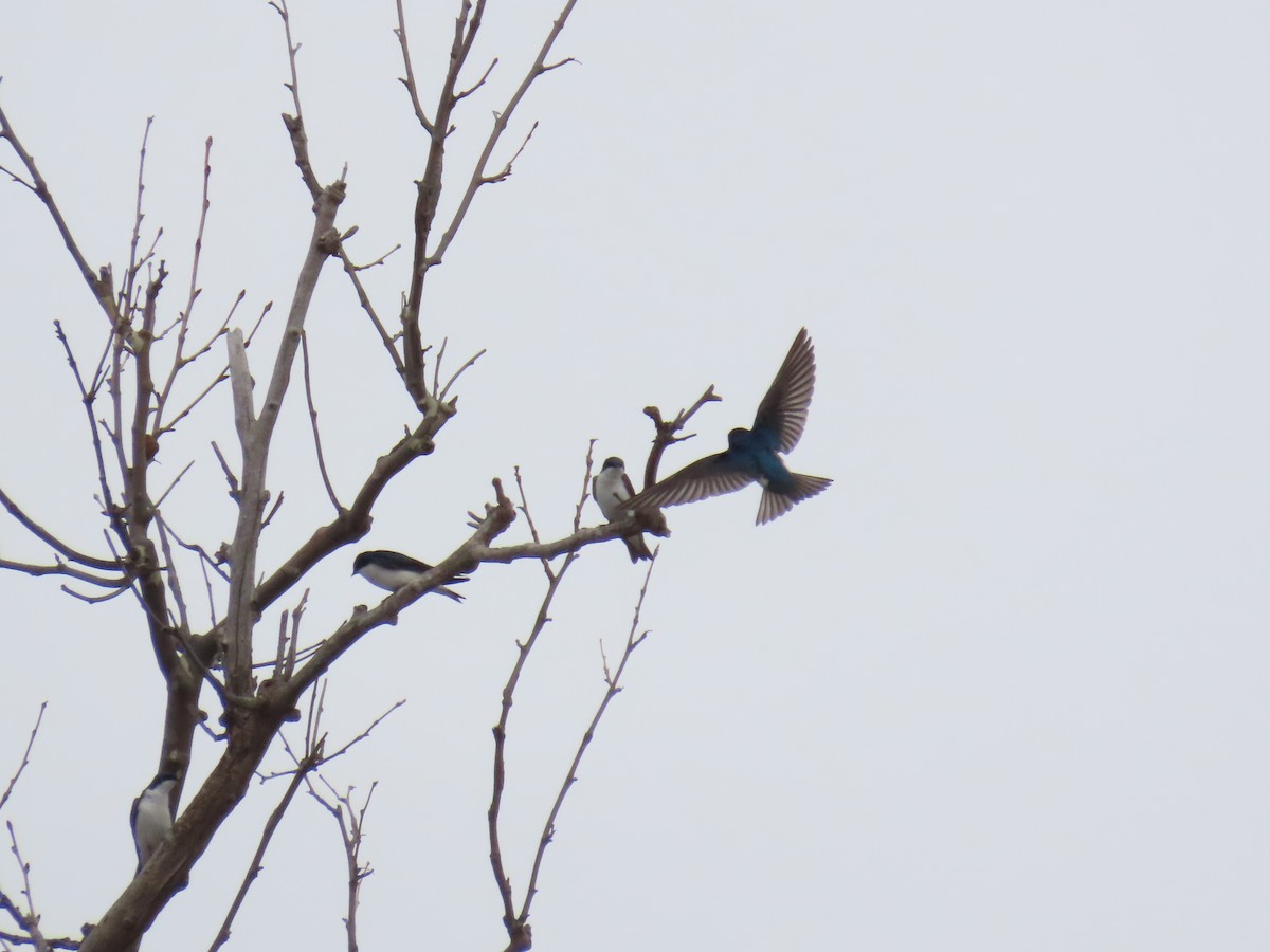 Tree Swallow - ML646879955