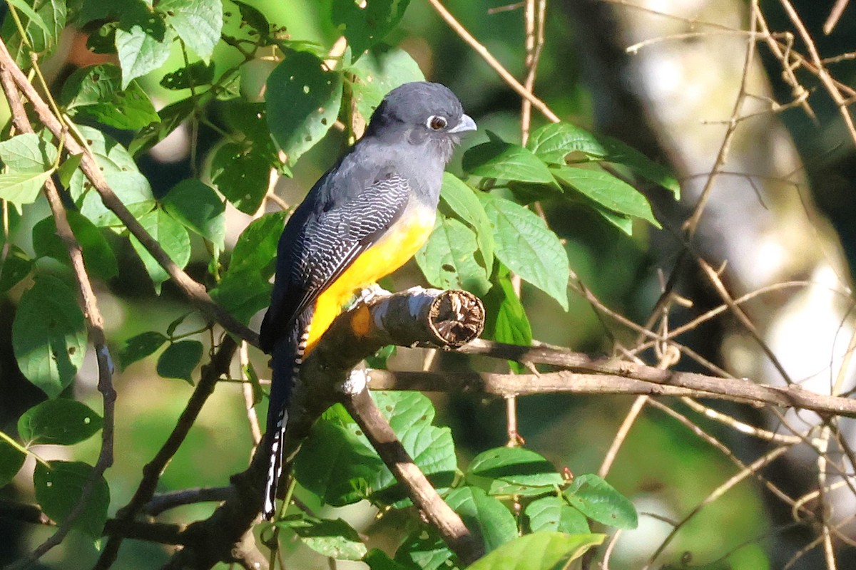 Gartered Violaceous Trogon - ML646879956