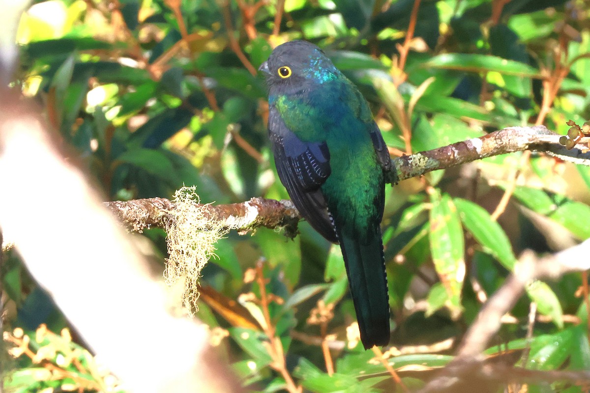 Gartered Violaceous Trogon - ML646879957