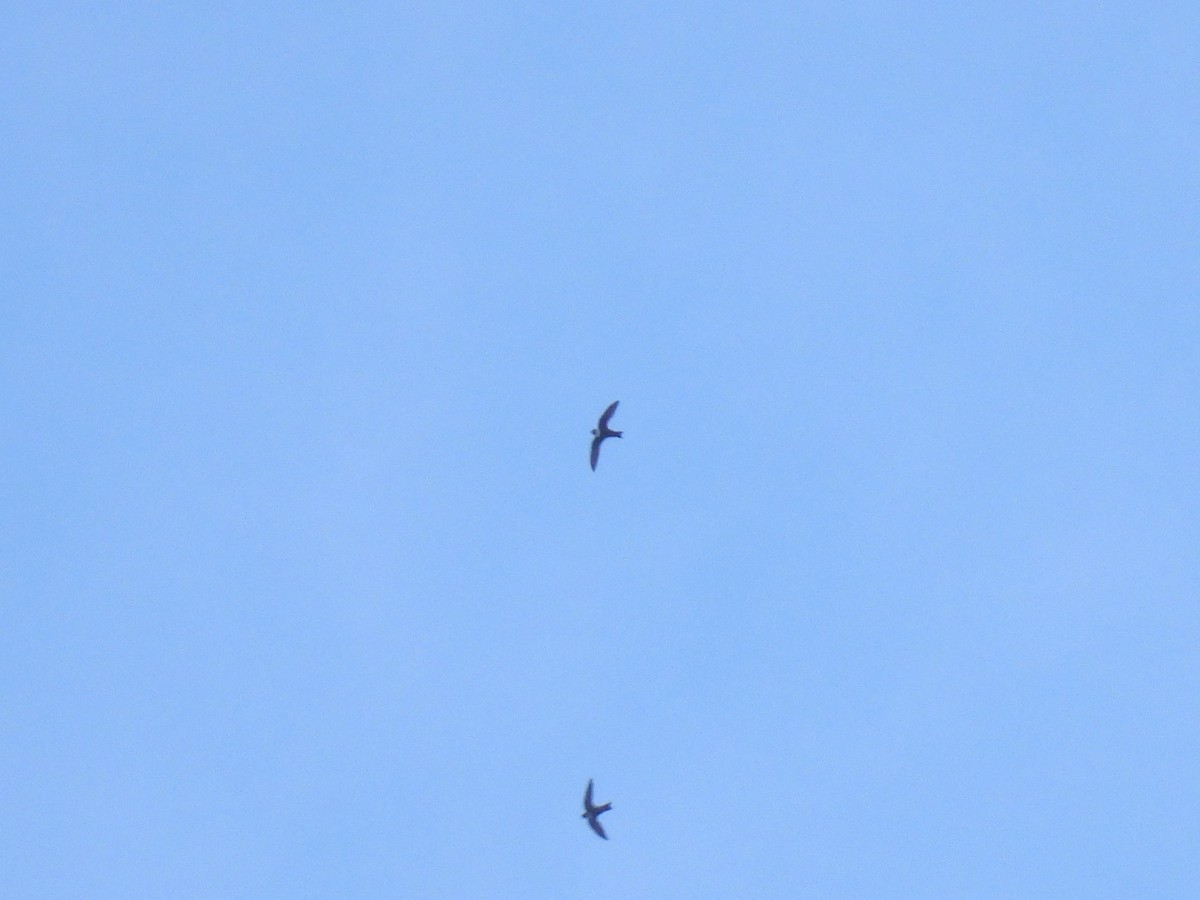 White-collared Swift - ML646879960