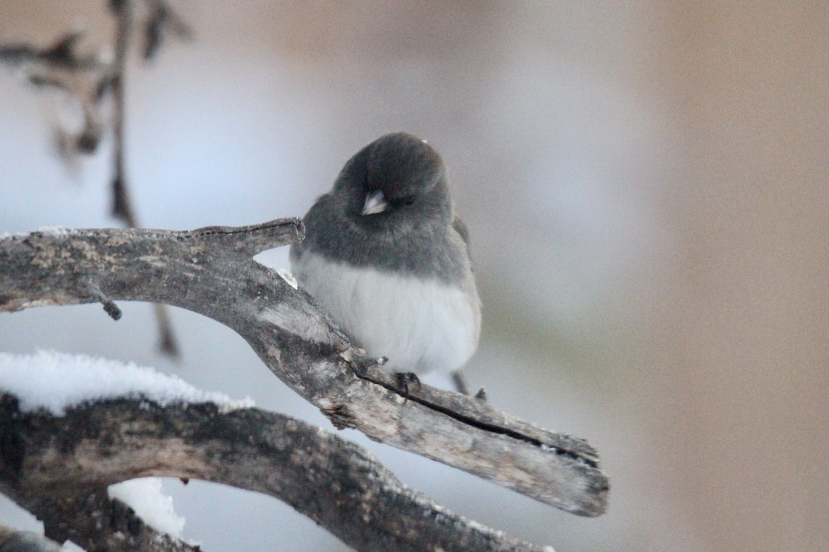 Серый юнко (Серый) - ML646879962