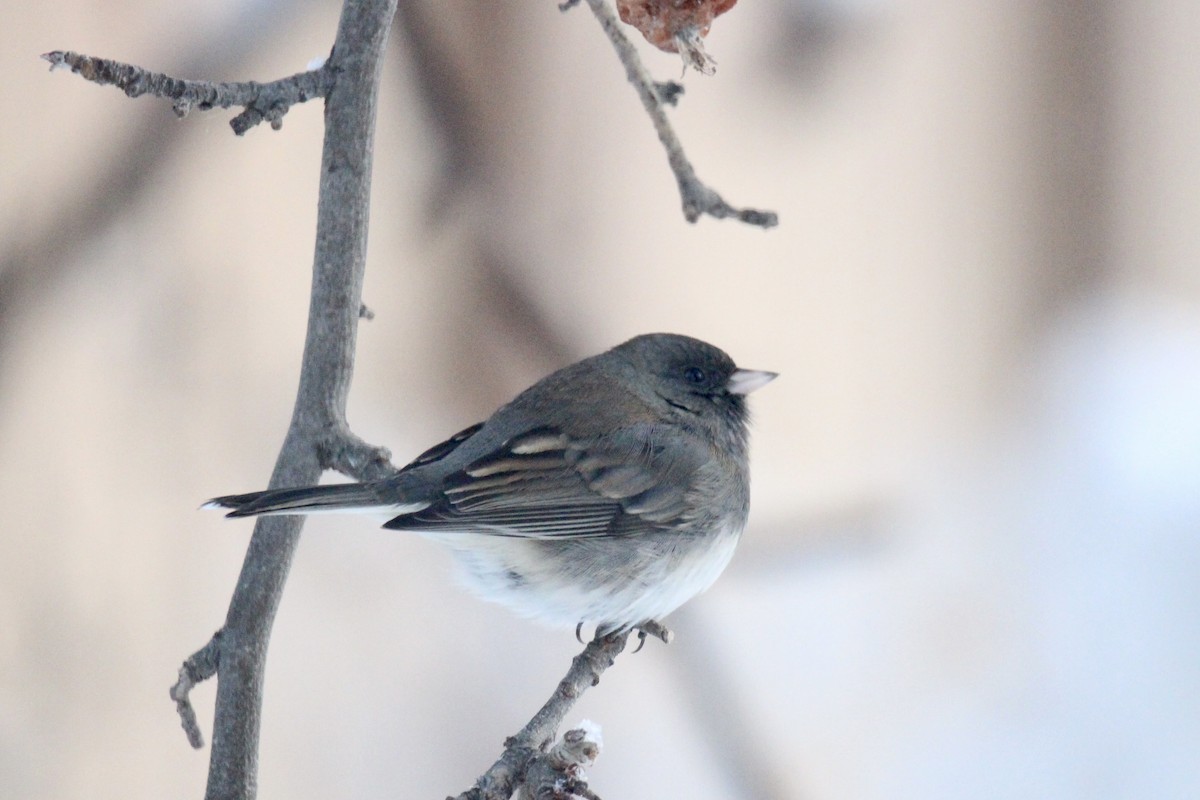 Серый юнко (Серый) - ML646879963