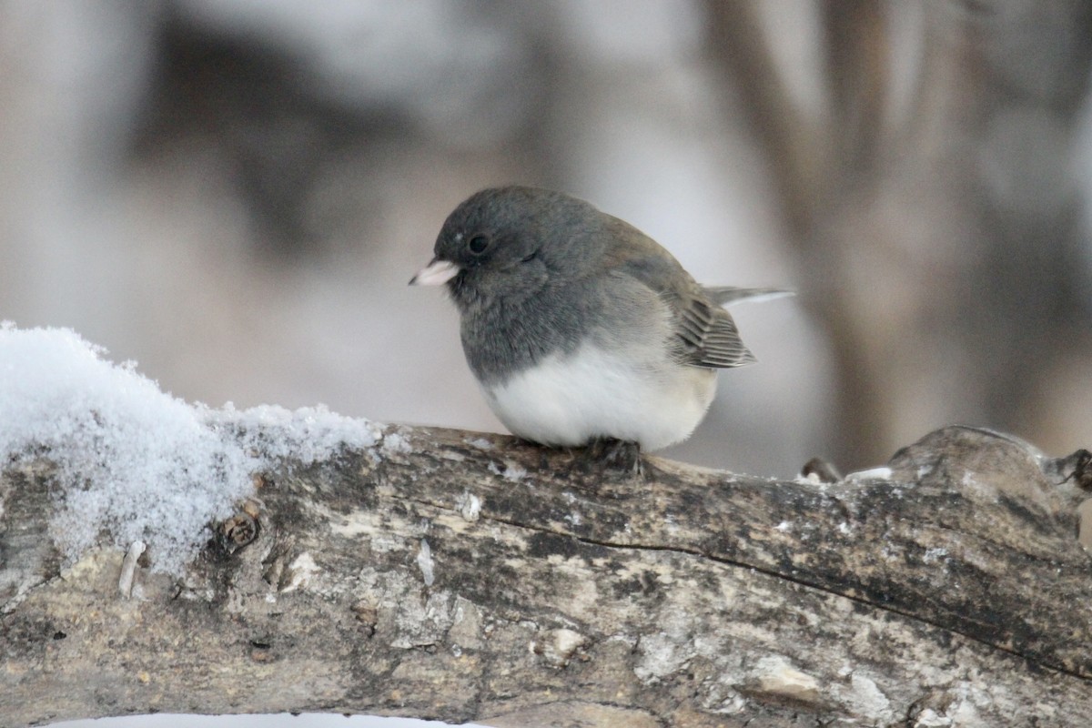 Серый юнко (Серый) - ML646879965