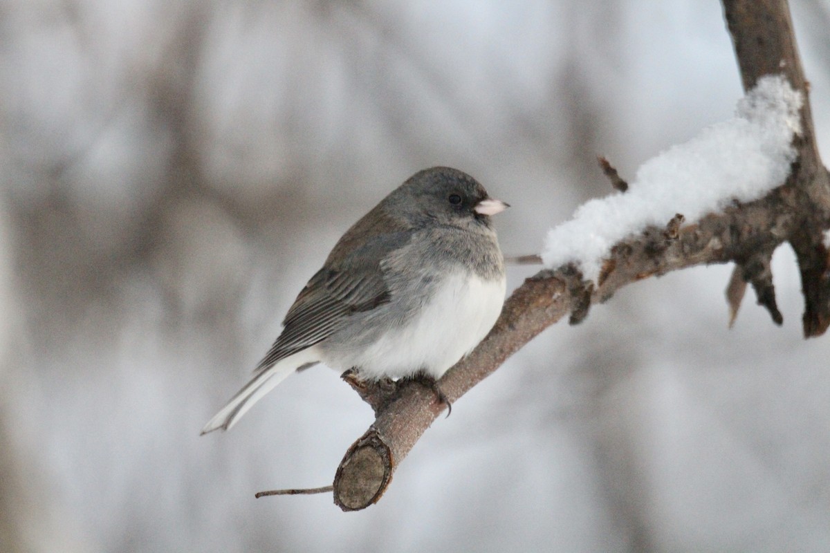 Серый юнко (Серый) - ML646879966