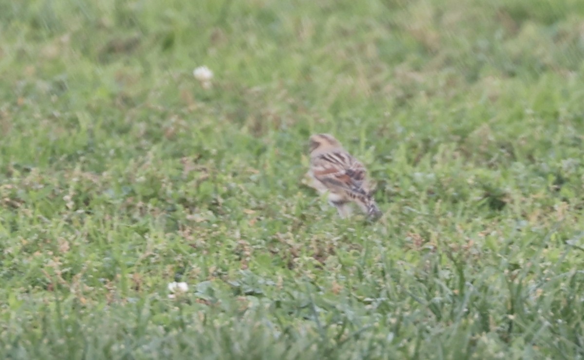 Подорожник лапландський - ML646879969