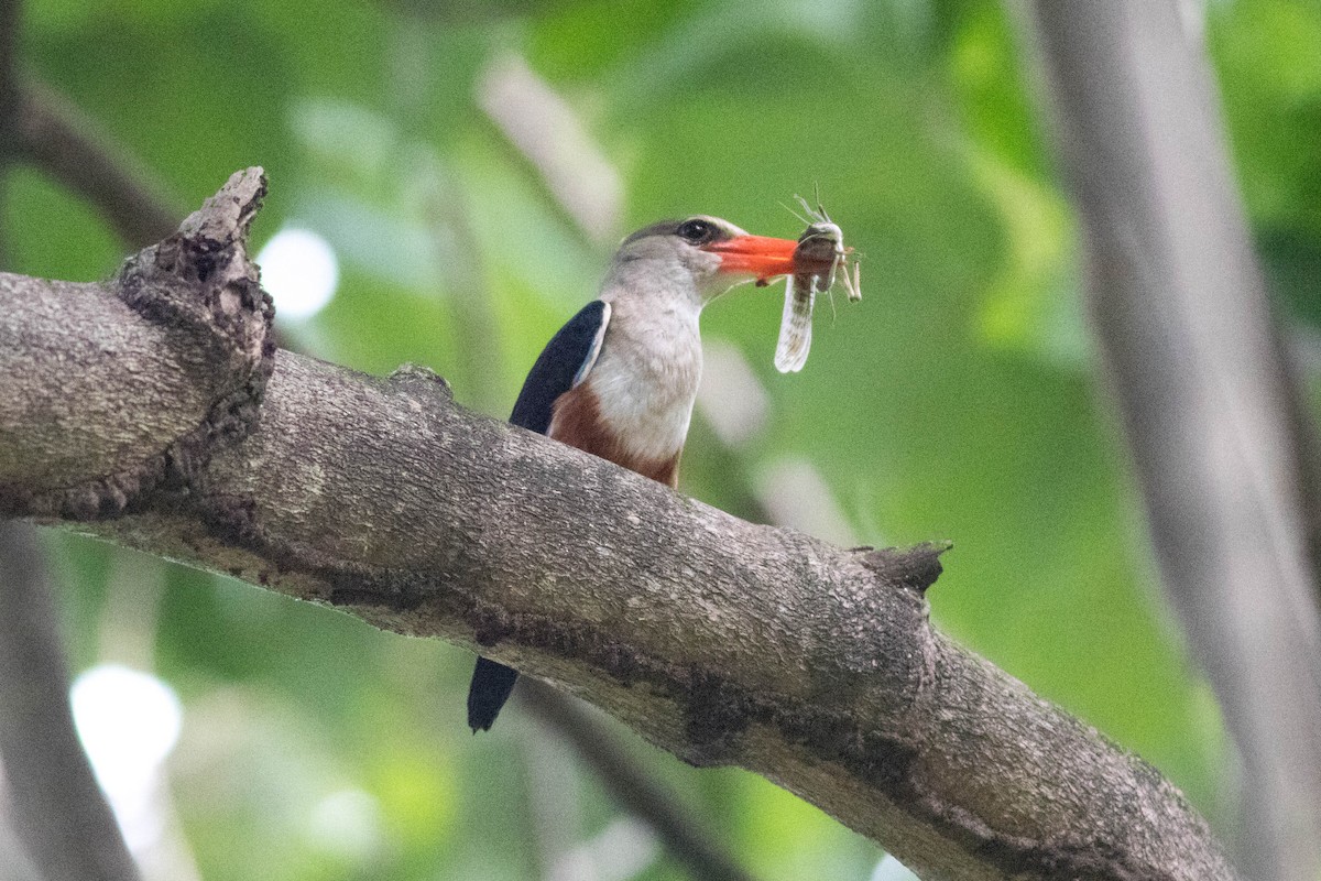 Alción Cabeciblanco - ML646879973