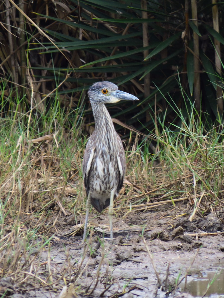Sarı Tepeli Gece Balıkçılı - ML646879978