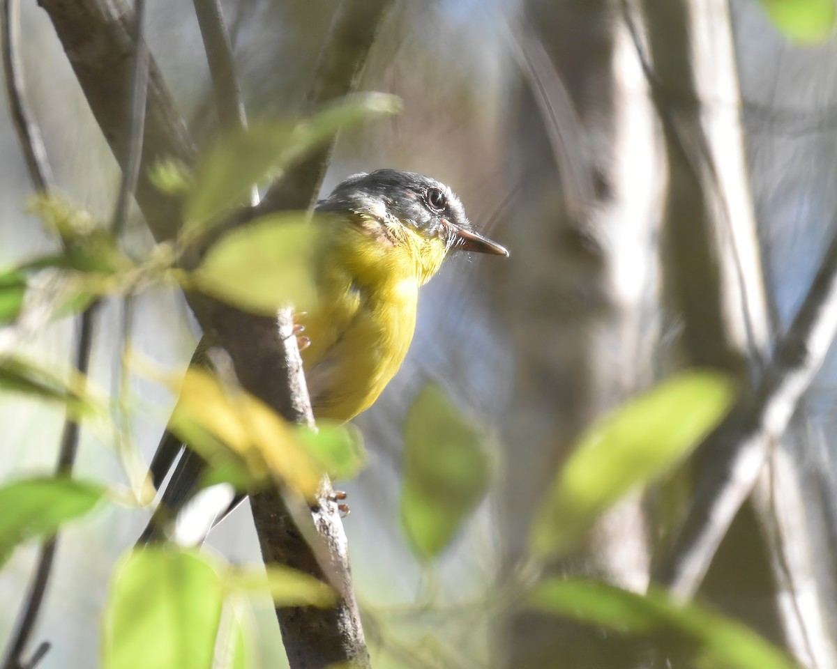 Eastern Yellow Robin - ML646879982