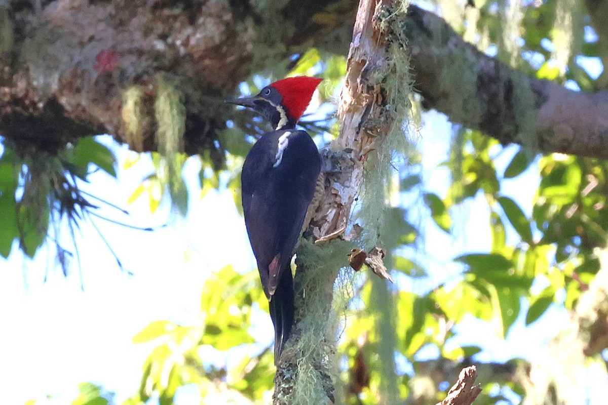 stripesvartspett - ML646879983