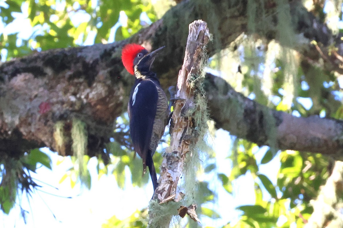 stripesvartspett - ML646879984