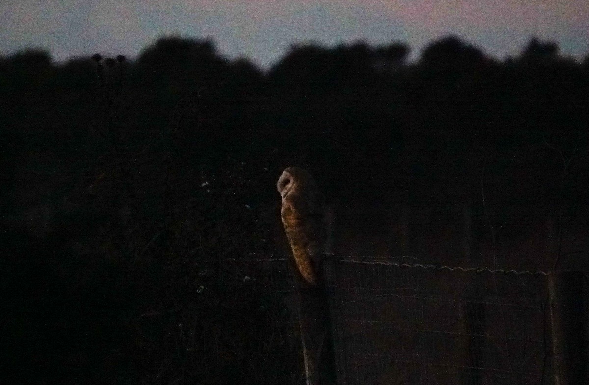 Amerikaschleiereule - ML646879988