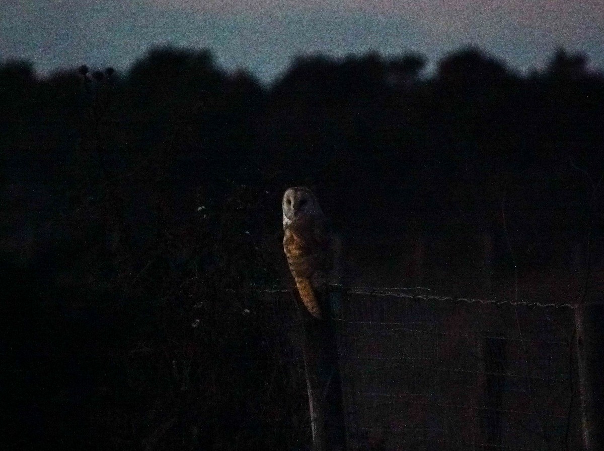 Amerikaschleiereule - ML646879989