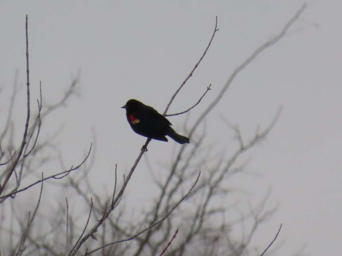 Red-winged Blackbird - ML646879990