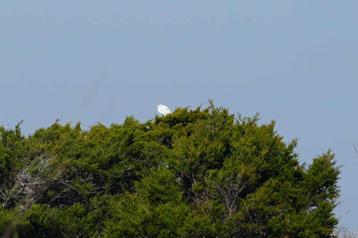 Большая белая цапля - ML646879997