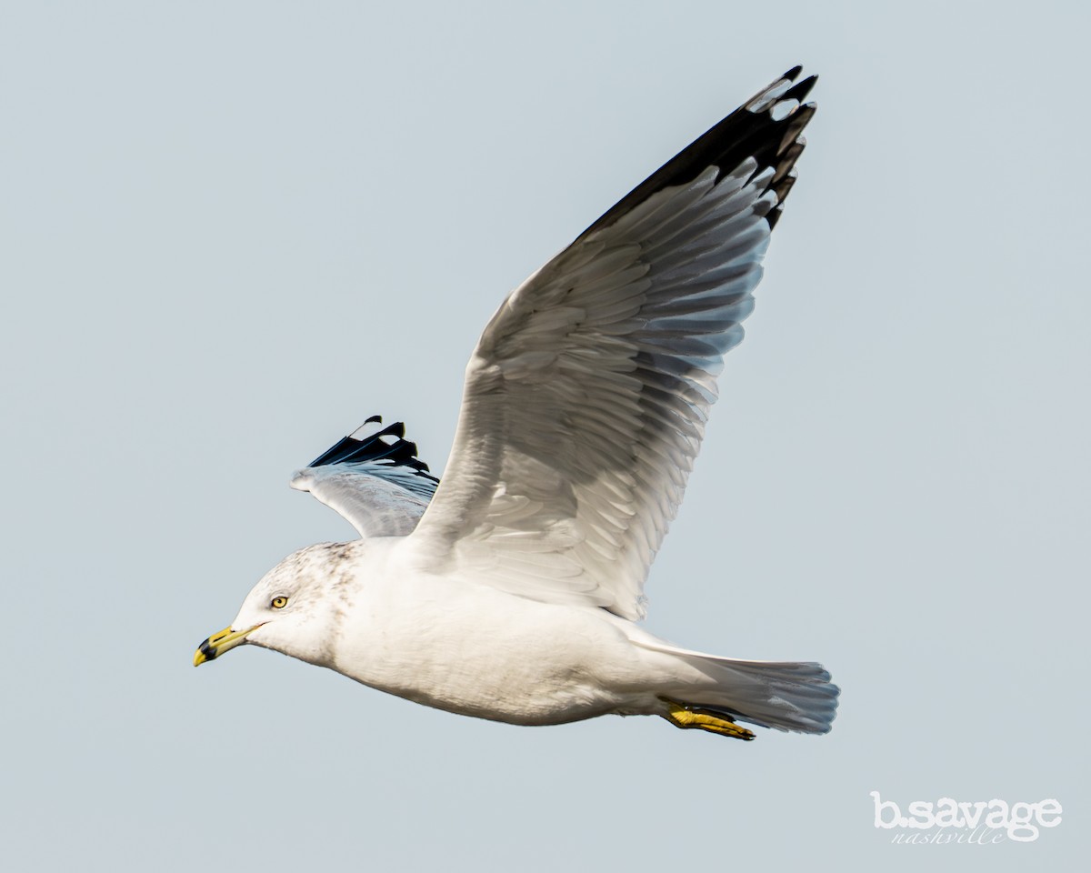 Ring-billed Gull - ML646880001