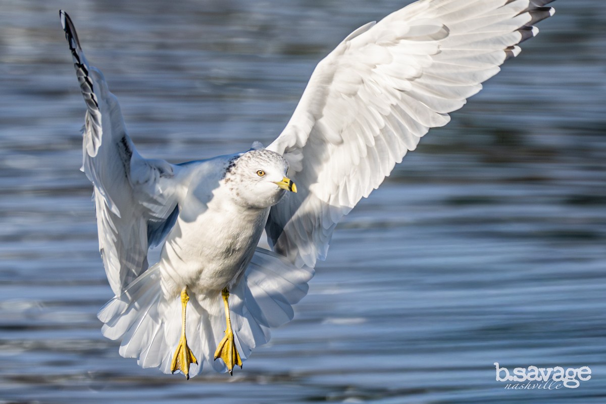 Ring-billed Gull - ML646880002