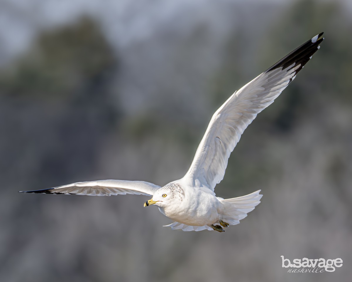 Ring-billed Gull - ML646880003