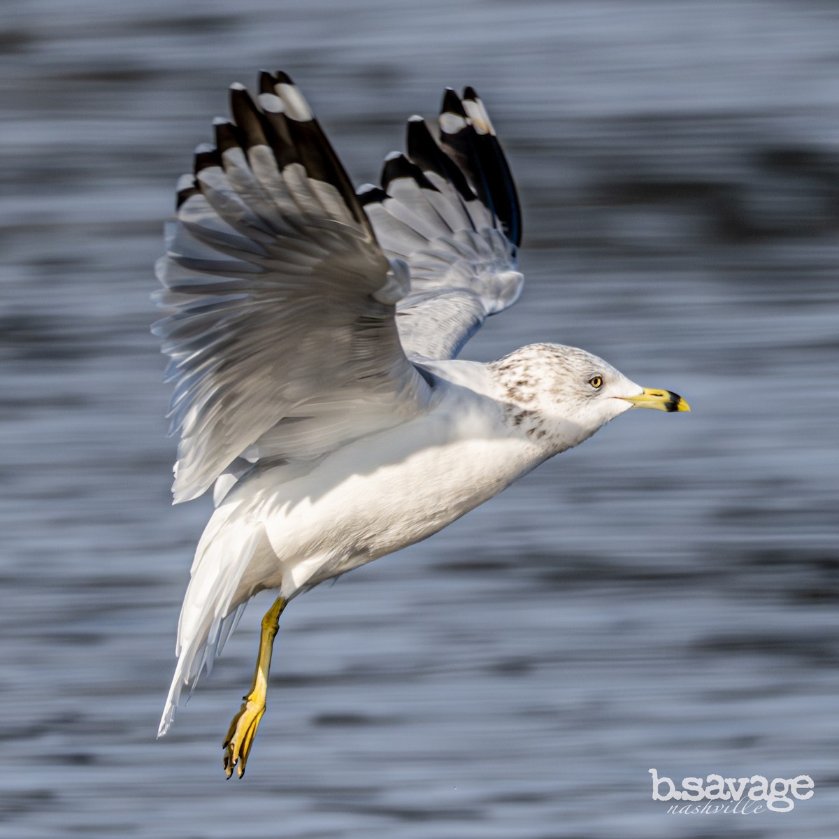 Ring-billed Gull - ML646880004