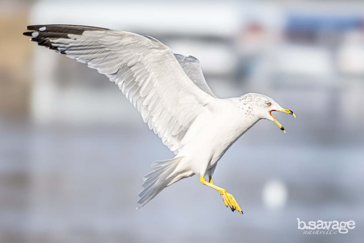 Ring-billed Gull - ML646880005