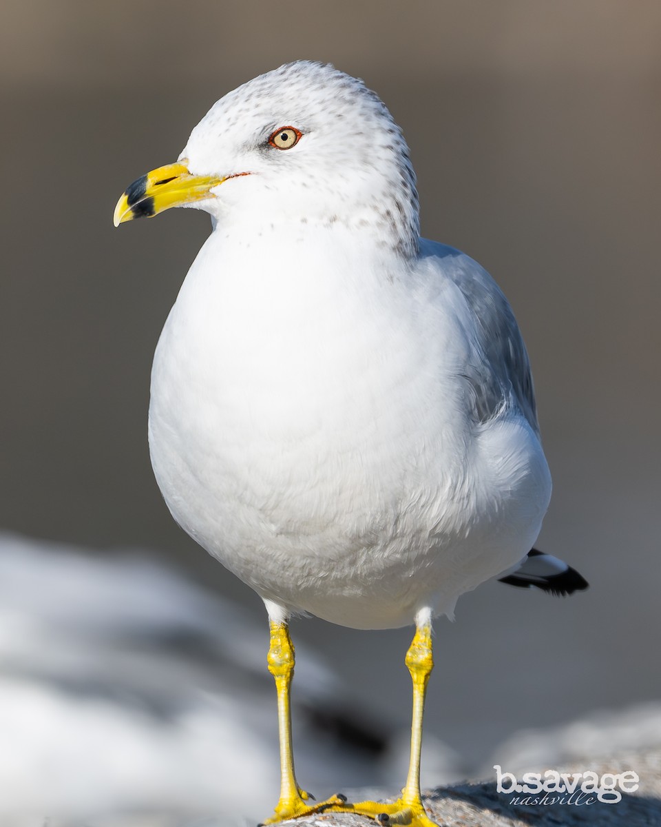 Ring-billed Gull - ML646880006