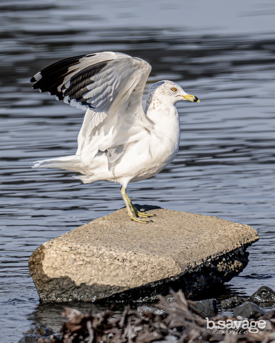 Ring-billed Gull - ML646880007