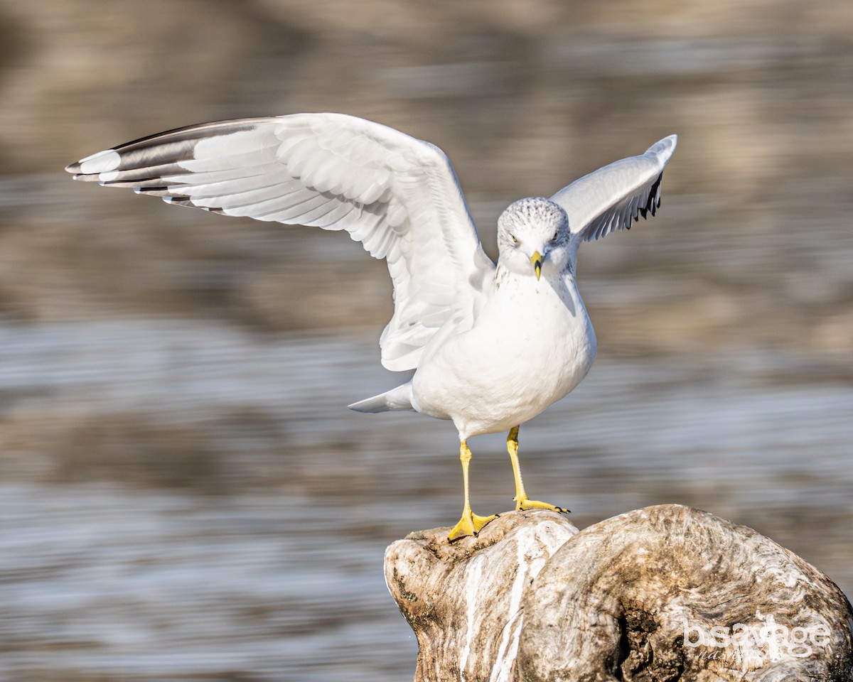 Ring-billed Gull - ML646880008